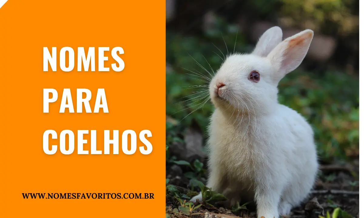 150 nomes de coelhos para seu adorável coelho